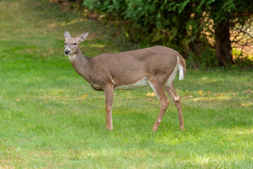 White-tailed Doe Deer Feeding On An Urban Lawn In Fall In Wisconsin