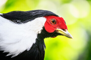 Close-up of a Silver Pheasant with Red Crest