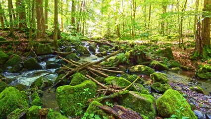 idyllischer Wildwasserbach im grünen lichtdurchflutetem märchenhaftem Wald mit moosbedeckten...