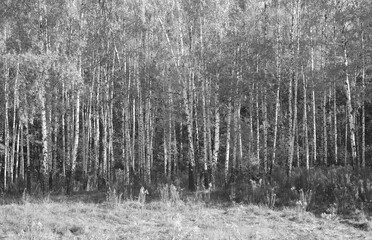 black-and-white photo with white birches