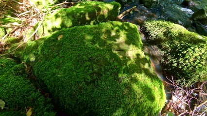 Schattenspiel auf grünem mit Moos bewachsenem großen Felsen, Wald, Natur, Umwelt, Pflanzen
