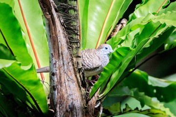 Zebra Dove Perched Gracefully Among Tropical Greenery