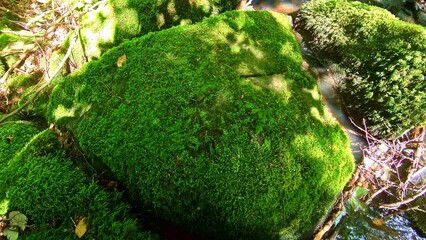 Schattenspiel auf grünem mit Moos bewachsenem großen Felsen, Wald, Natur, Umwelt, Pflanzen