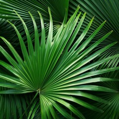 beautiful palm leaves