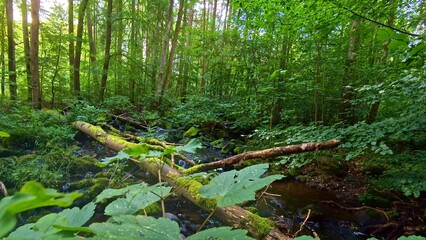 idyllischer Wildwasserbach im grünen lichtdurchflutetem märchenhaftem Wald mit moosbedeckten Felsen, Bäume, Pflanzen, Sonnenlicht, Erholung, Landschaft, wandern, Idylle
