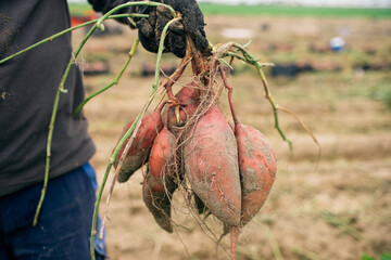 sweet potato cultivation in Sanlúcar, Spain 
