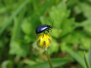 Alder leaf beetle (Agelastica alni) on a creeping buttercup flower bud
