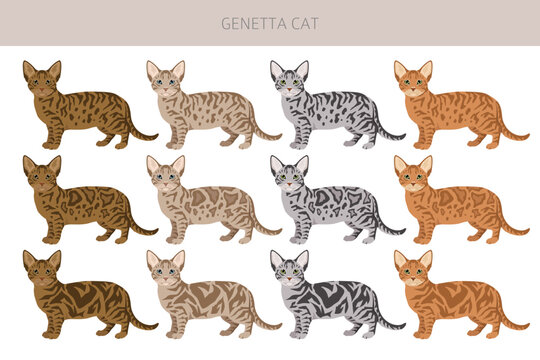 Genetta cat clipart. All cat breeds characteristics infographic. Vector illustration