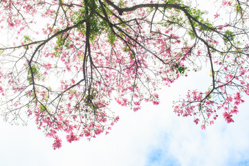 Beautiful Pink Blossoms Against a Clear Blue Sky