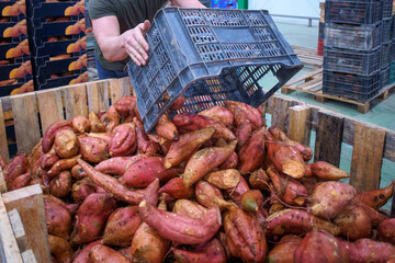 sweet potato cultivation in Sanlúcar, Spain 