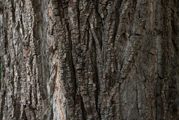 Tree bark. Poplar trunk texture. Bark texture