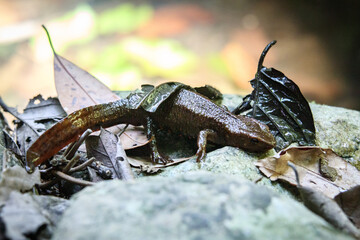 A Hong Kong Newt Resting on a Mossy Rock