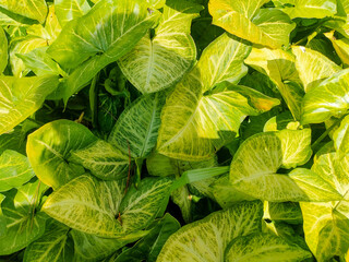 A group of ornamental plants of the Caladium or Philodendron type with wide leaves and yellow and...