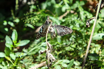 Two Butterflies Resting Gracefully on a Plant