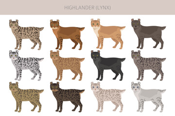 Hyghlander Lynx Cat clipart. All coat colors set.  All cat breeds characteristics infographic. Vector illustration