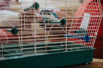 A vibrant blue and white budgie sits comfortably inside a green birdcage, with the background showing blurred indoor surroundings, creating a sense of coziness and warmth.