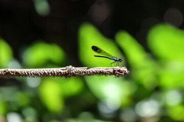 Elegant Damselfly Perched on a Thin Branch in Nature