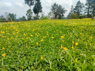 a meadow filled with small yellow flowers. These flowers grow densely among the fresh green grass. The background is a blue sky with thin white clouds and several towering green trees 
