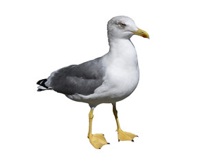 A seagull isolated on the transparent background