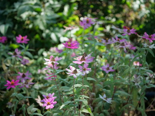 Fototapeta premium 花壇で咲いているジニア