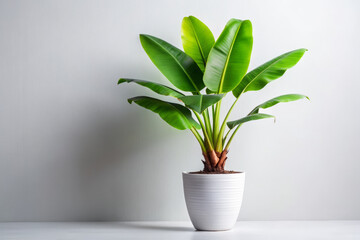Fototapeta premium vibrant banana plant flourishing in modern pot adds touch of greenery to any space, enhancing atmosphere with its lush leaves and elegant design