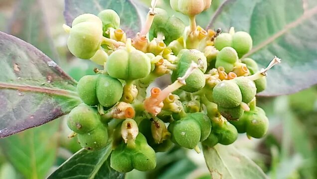 Kate mas or Euphorbia heterophylla is a plant species that belongs to the genus Euphorbia.