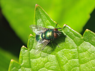 The common green bottle fly (Lucilia sericata), male sitting on a green leaf