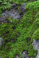 Beautiful Bright Green moss grown up cover the rough stones and on the floor in the forest. Show with macro view. Rocks full of the moss texture in nature for wallpaper.