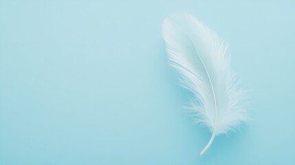 Fototapeta premium feather on a plain light blue background, soft focus, , minimalist design, perfect for calming visuals and nature-related content.