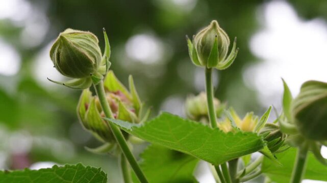 Cotton rose (Hibiscus mutabilis) flower buds. also known as Cotton rosemallow, confederate rose, Dixie rosemallow