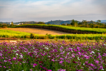 Obraz premium Beautiful cosmos flower field in the evening, Khao Yai, Thailand.