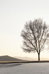 Solitary tree on a hillside under soft morning light with distant mountains in the backdrop
