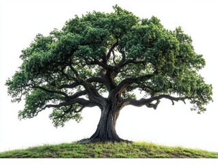 A detailed oak tree with broad, spreading branches and dense green foliage, isolated on white background 