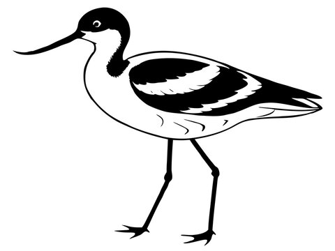 recommend clip art: vector avocet bird silhouette animal 