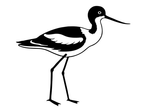 recommend clip art: vector avocet bird silhouette animal 