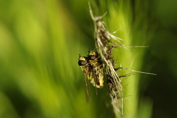 Detalle macro de dos insectos moscas emparejados o juntos, un frenesí de amor en primavera