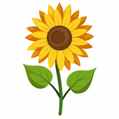 sunflower vector isolated on white background