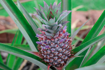 Fototapeta premium The pineapple (Ananas comosus) is a tropical plant with an edible fruit; it is the most economically significant plant in the family Bromeliaceae.