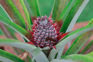 Fototapeta premium The pineapple (Ananas comosus) is a tropical plant with an edible fruit; it is the most economically significant plant in the family Bromeliaceae.