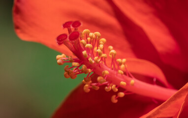 The common hibiscus is an evergreen shrub belonging to the cotton family Malvaceae