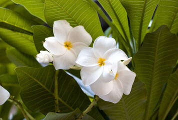 Plumeria also known as frangipani, is a genus of flowering plants in the subfamily Rauvolfioideae, of the family Apocynaceae