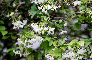 Wrightia religiosa common names is Water Jasmine, lady's earrings, sacred buddhist, wild water plum, wondrous wrightia.