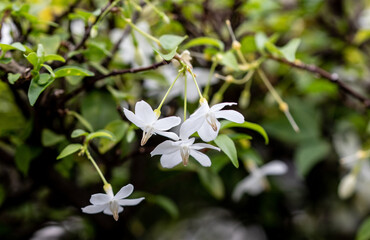 Wrightia religiosa common names is Water Jasmine, lady's earrings, sacred buddhist, wild water plum, wondrous wrightia.