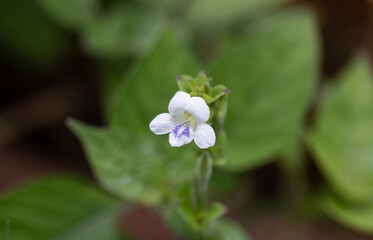 Fototapeta premium Ganges Primrose has medium evergreen leaves that have an ovate to heart shape.