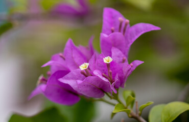Bougainvillea glabra, the lesser bougainvillea or paperflower, is the most common species of bougainvillea used for bonsai.