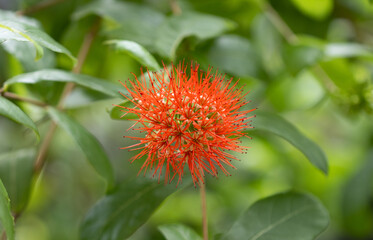 Combretum erythrophyllum.