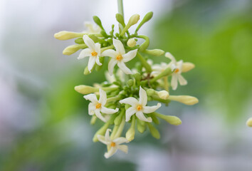 Carica papaya is a herbaceous succulent plant popularly known as pawpaw and belongs to the...