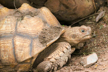 Obraz premium The African spurred tortoise (Centrochelys sulcata), also called the sulcata tortoise.