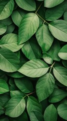 Fototapeta premium Green leaves with intricate textures on a dark background.