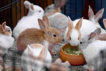 rabbits in the basket
